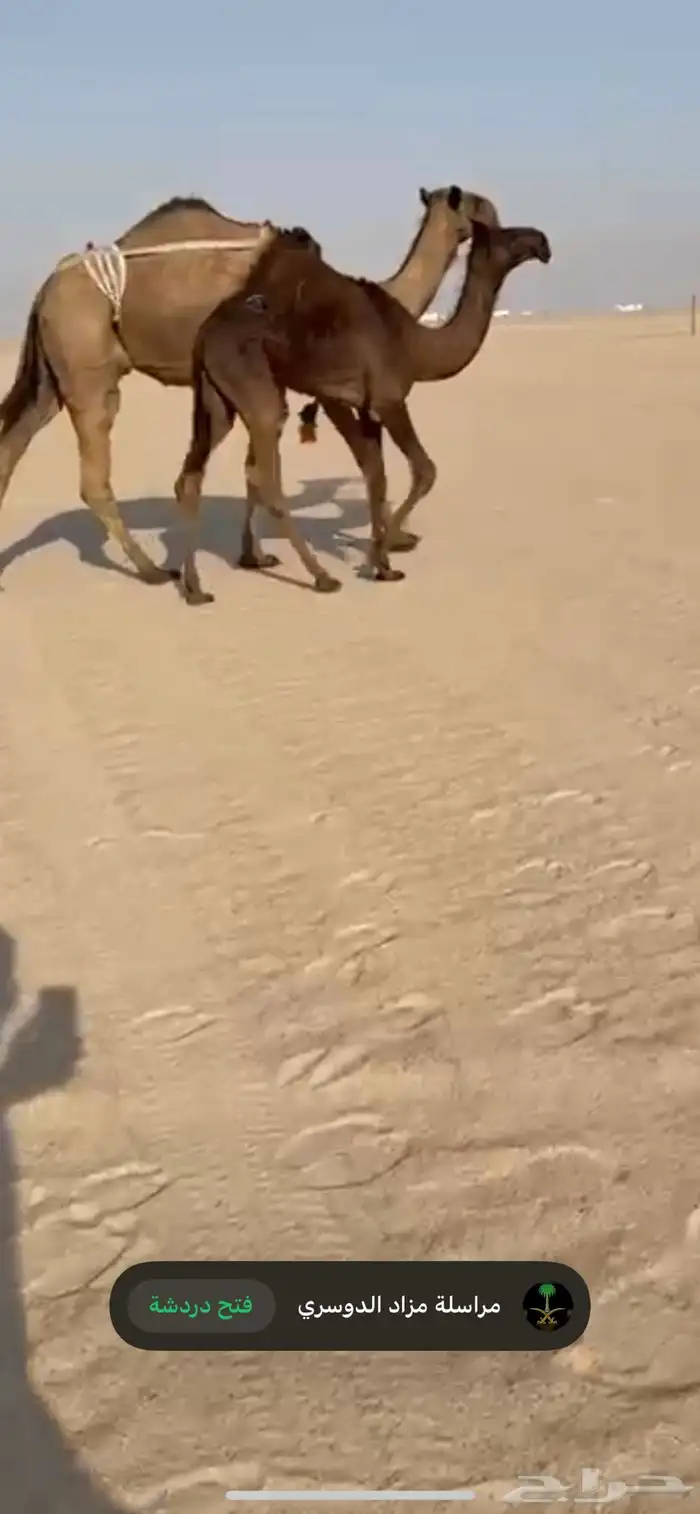 بكره مفروده معه ضير 2