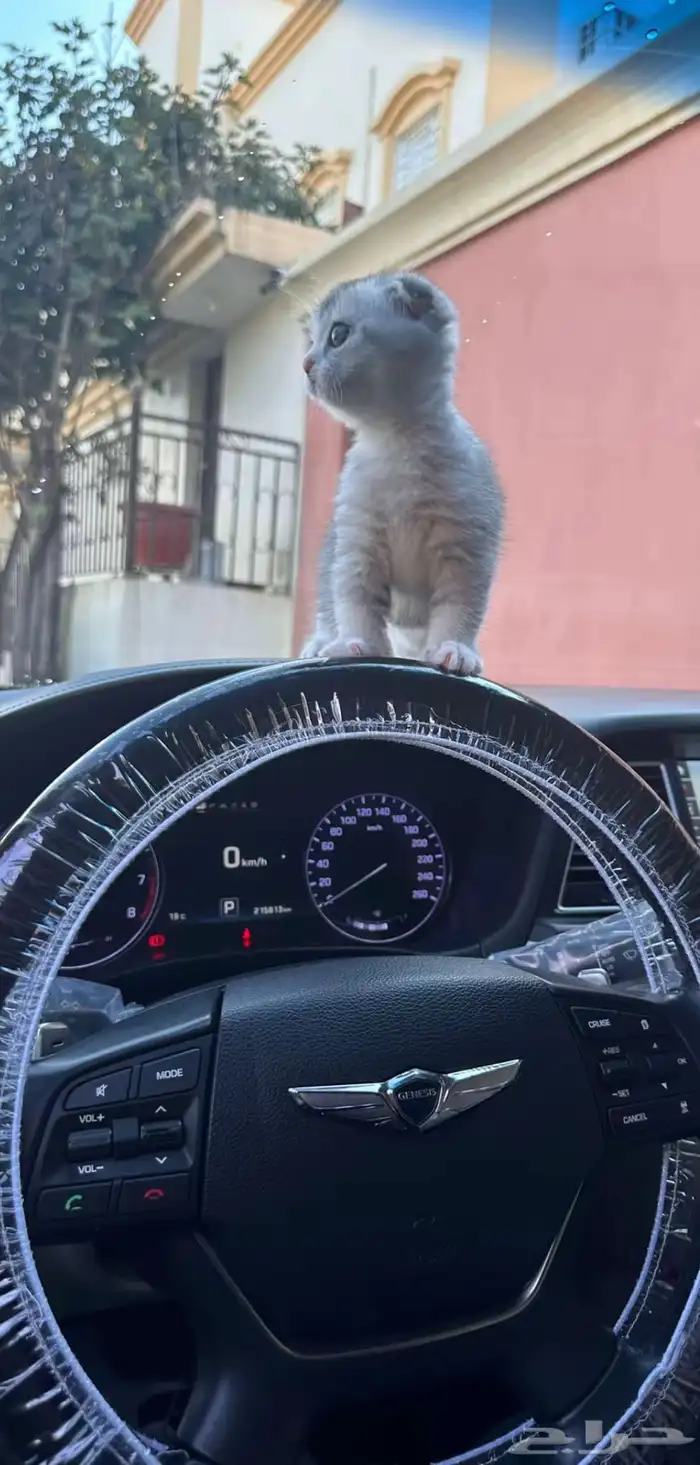 تزاوج سكوتش فولد بيور 8