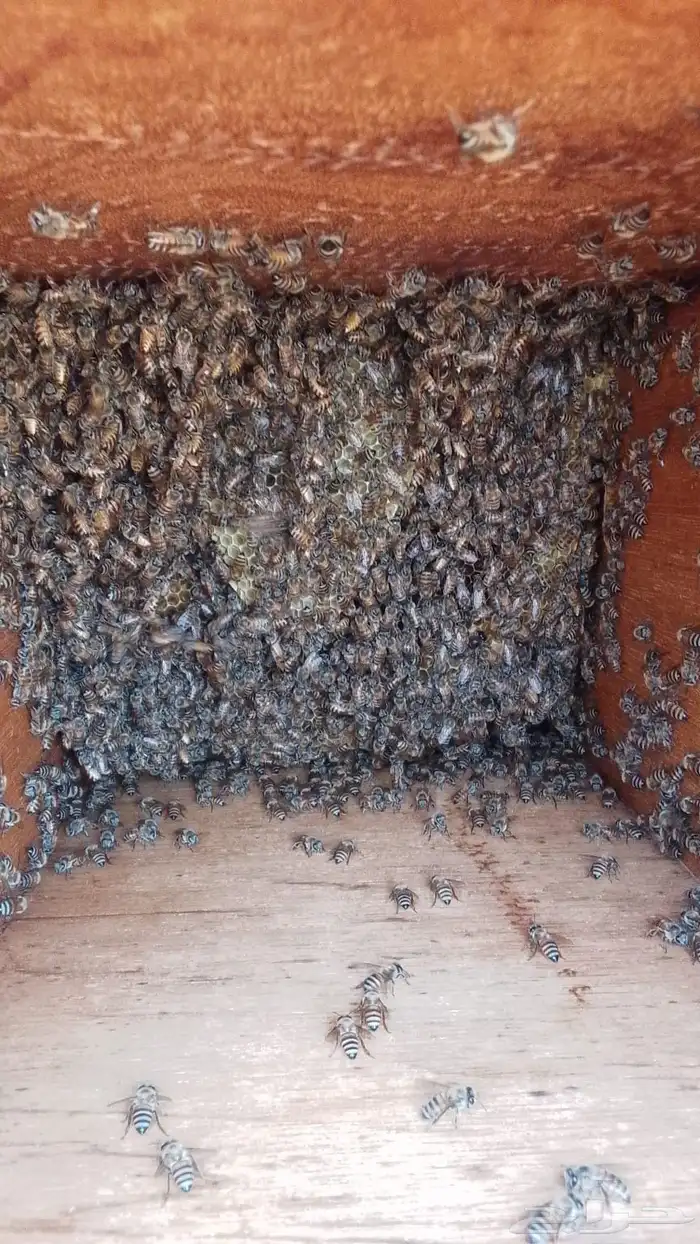البيع نحل بلدي و فرنجي وسلالة انحل عسله طيبه 13