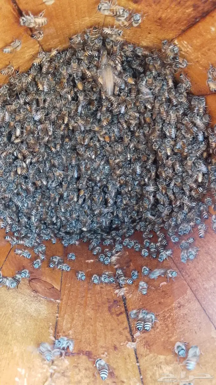 البيع نحل بلدي و فرنجي وسلالة انحل عسله طيبه 12
