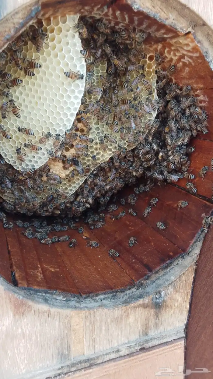 البيع نحل بلدي و فرنجي وسلالة انحل عسله طيبه 14