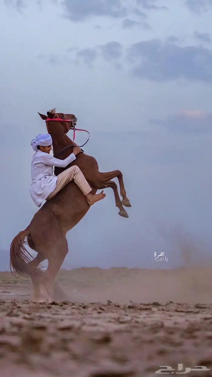 فرس شعبية كفو 0