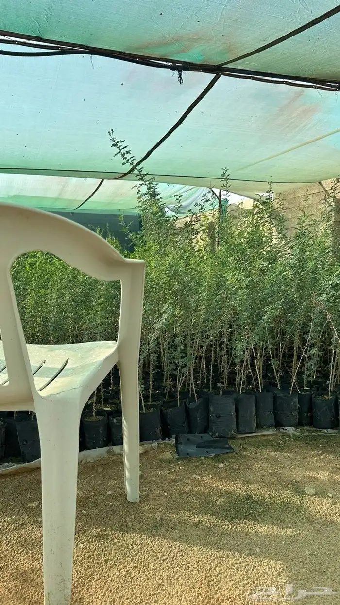 طلح نجدي للبيع 1