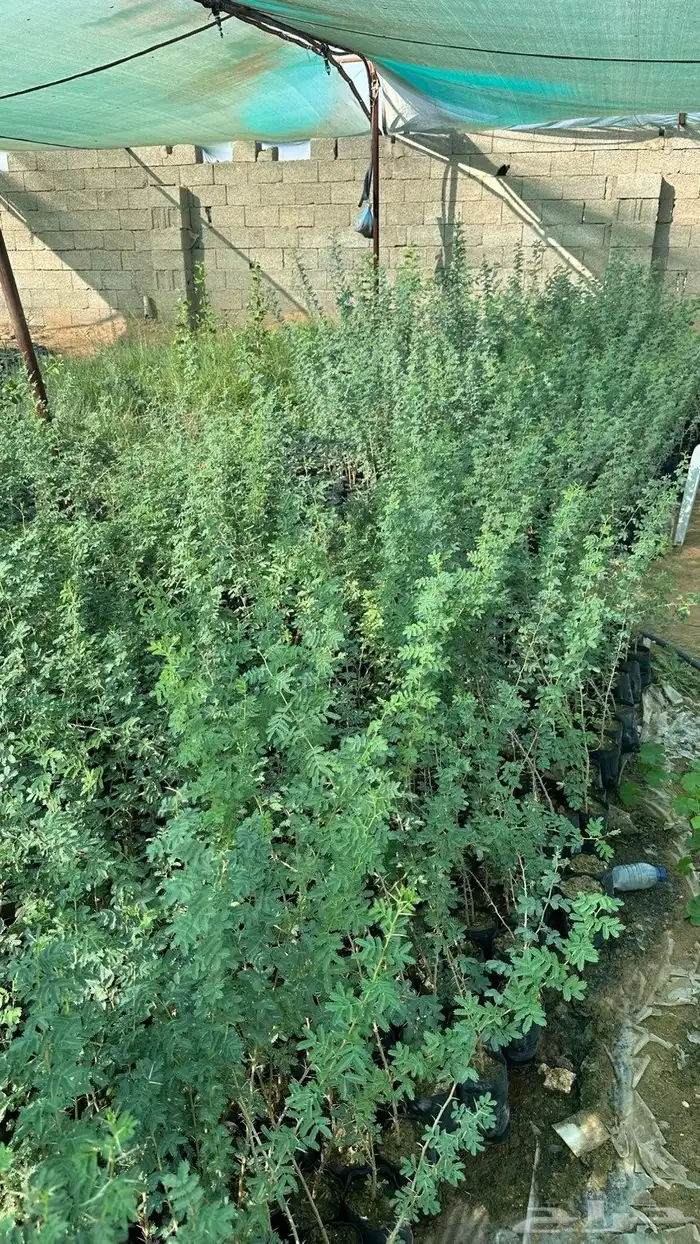 طلح نجدي للبيع 3