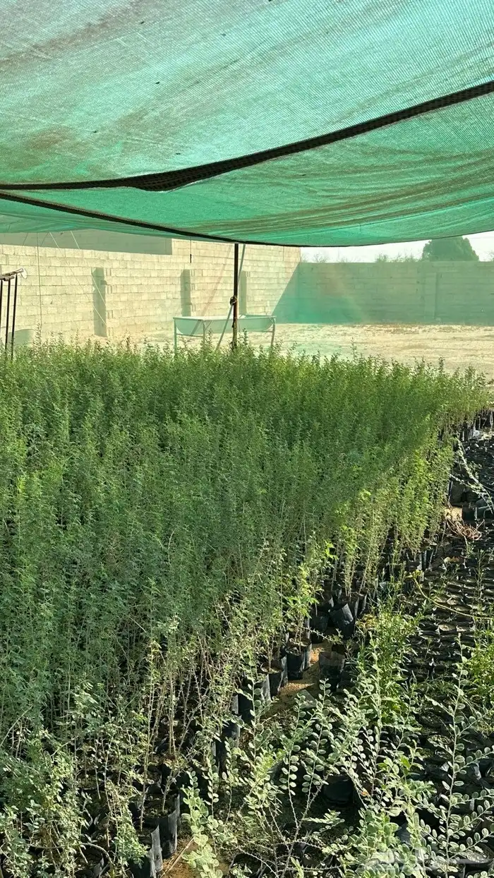 طلح نجدي للبيع 4