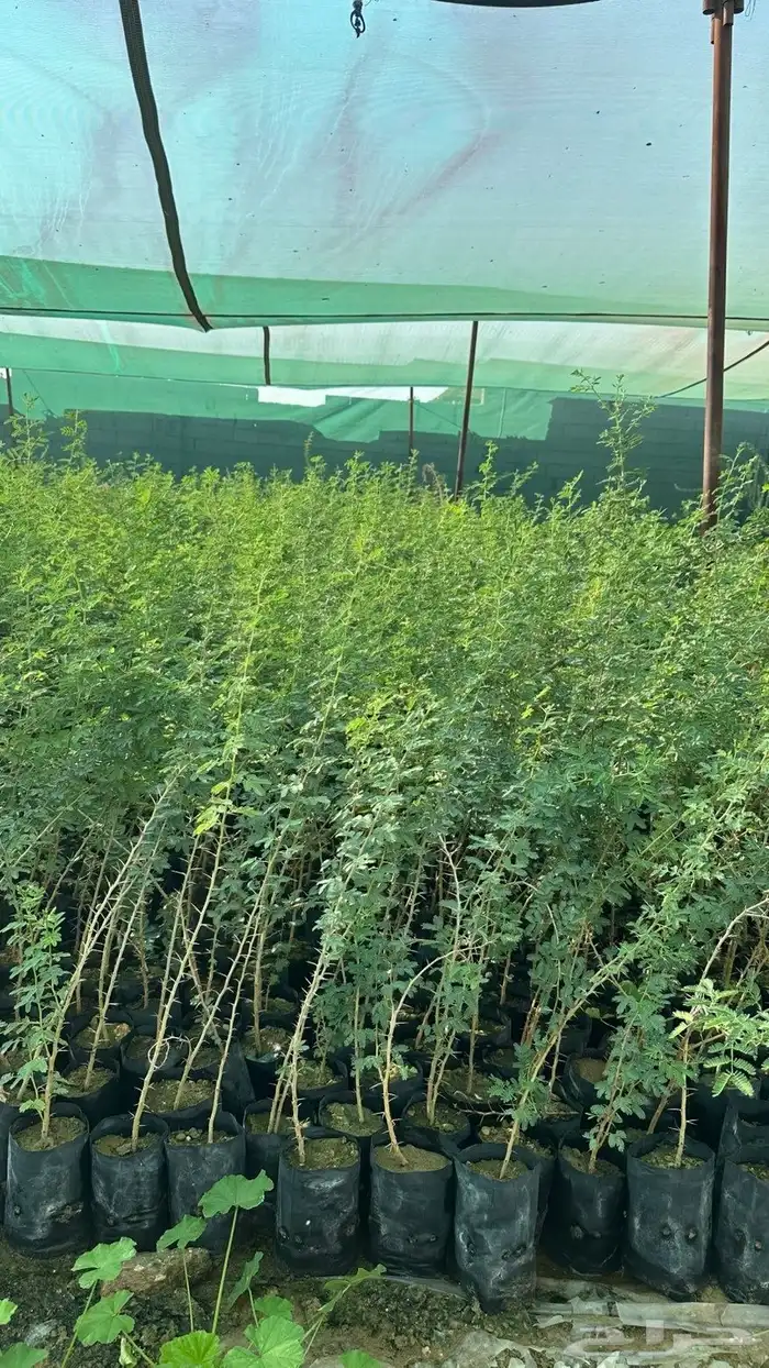 طلح نجدي للبيع 5