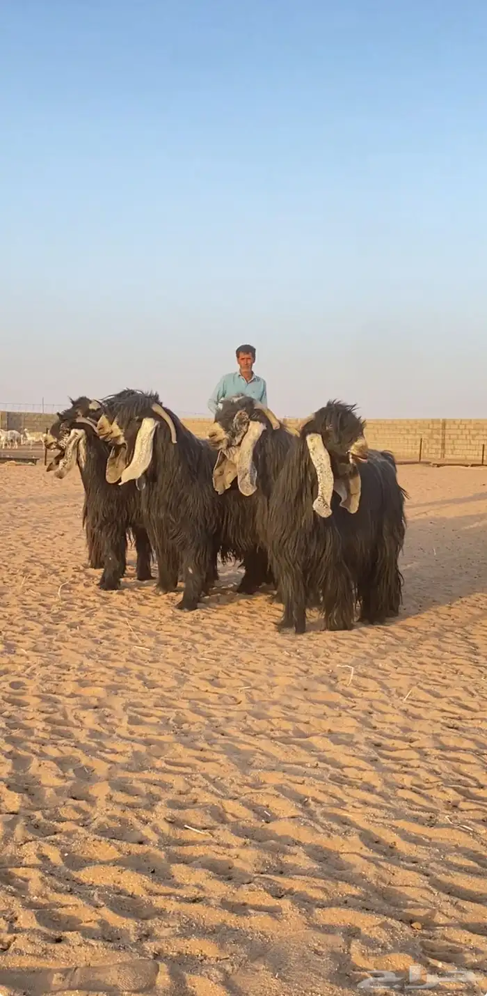 معزا عوارض صنف 13