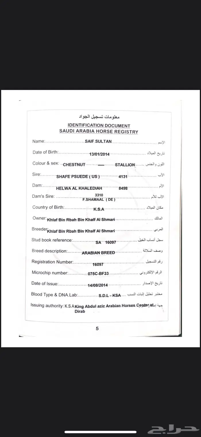 حصان عربي 0