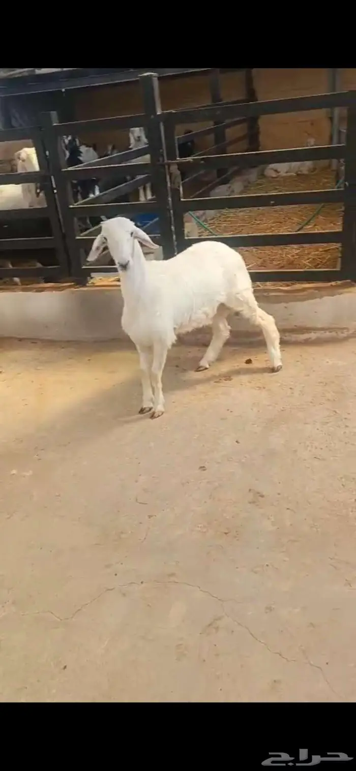 خروف حري 0
