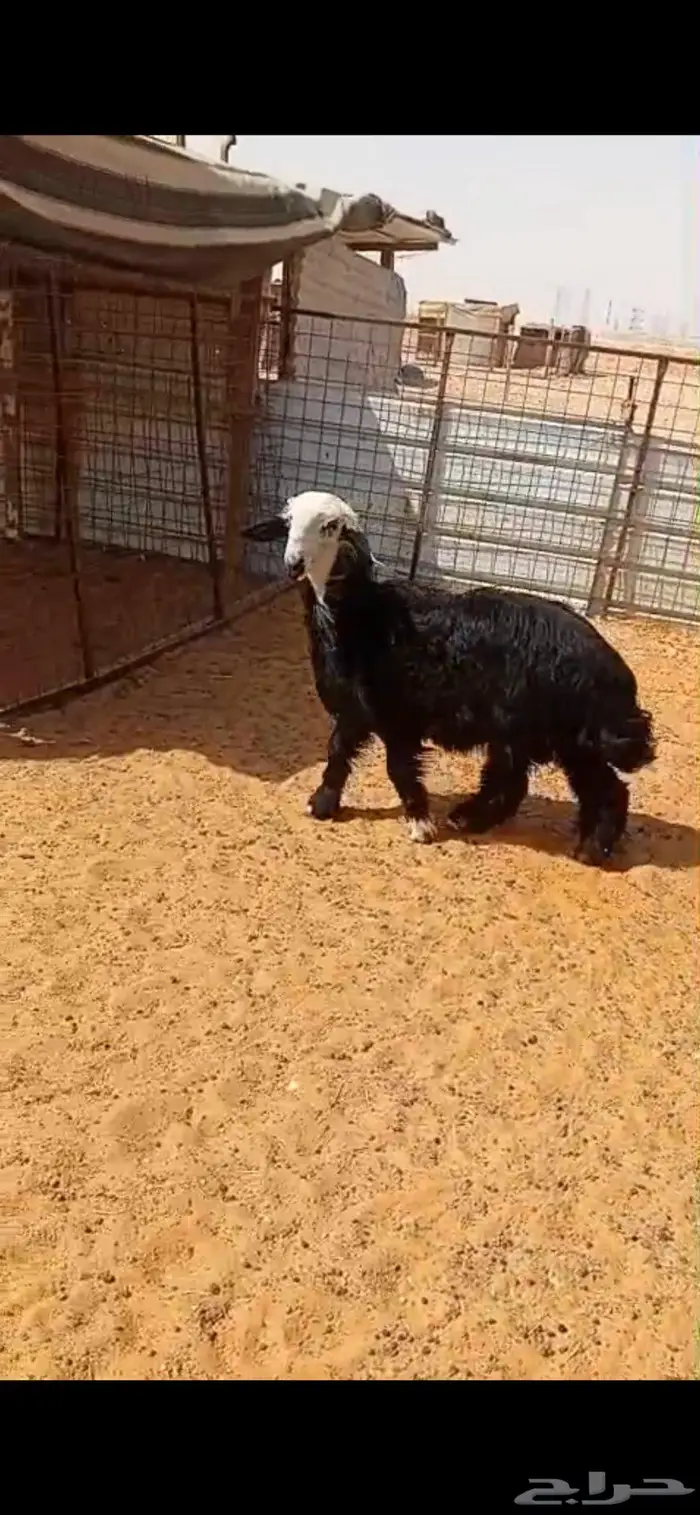 جذع نجدي فاخر 0