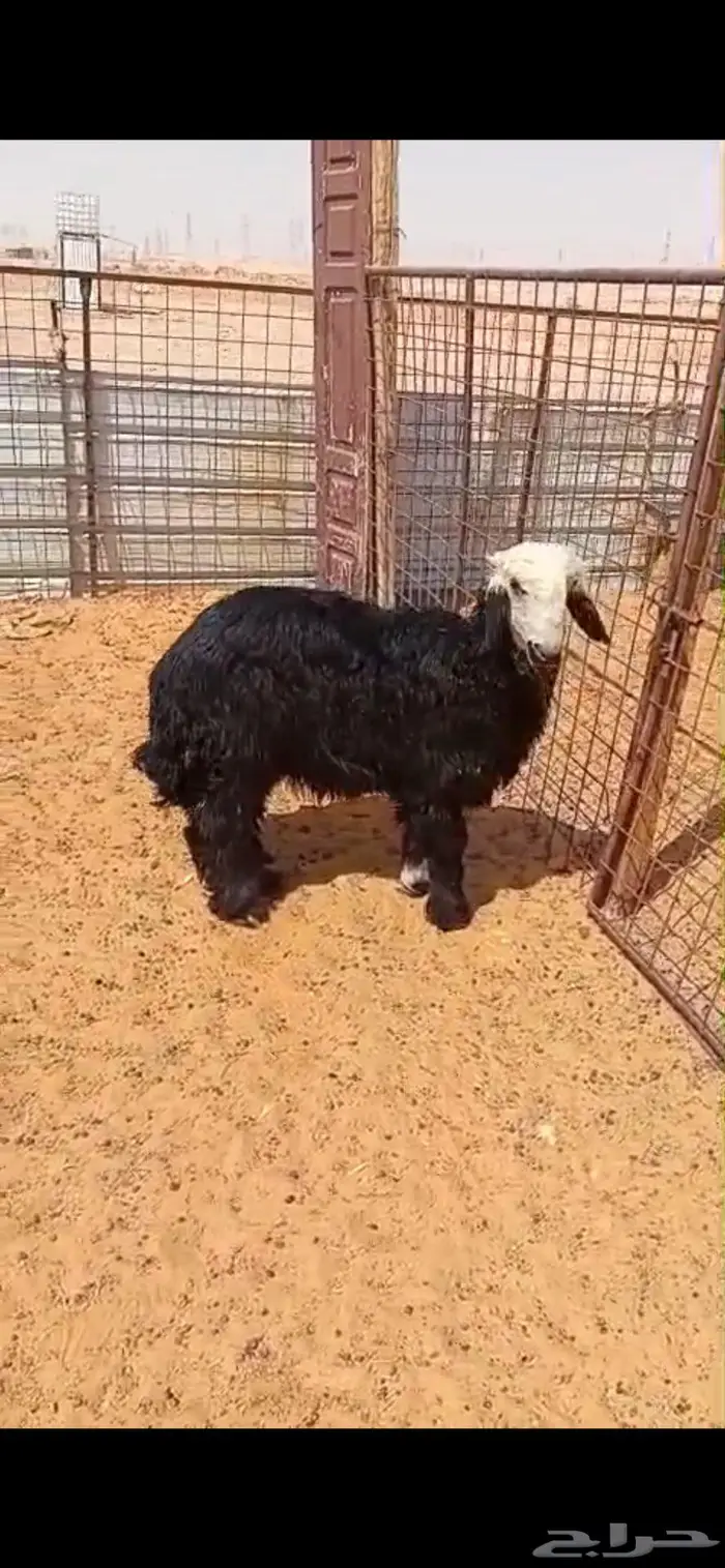 جذع نجدي فاخر 1