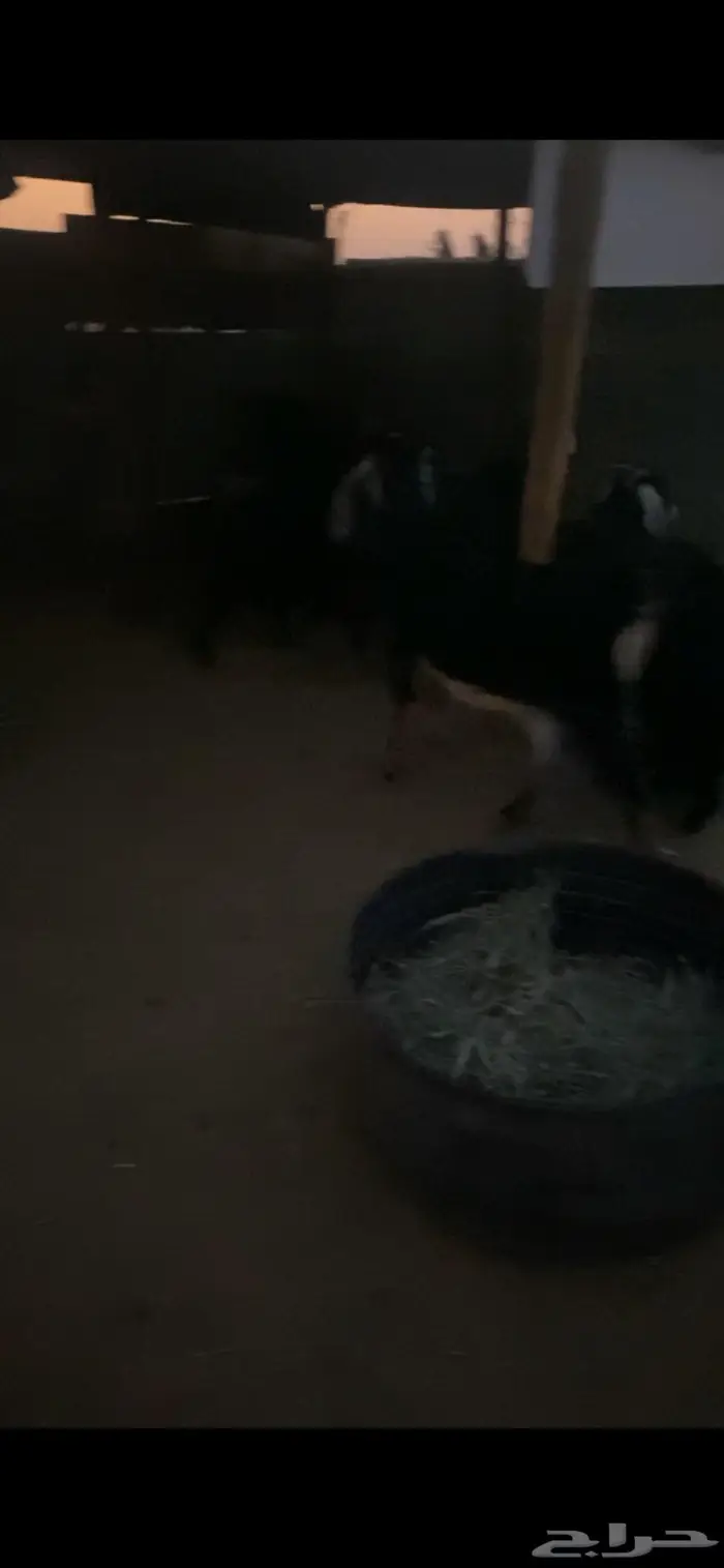 معزا عارضيات حليب 1