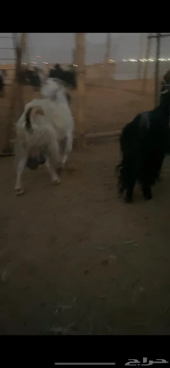 معزا عارضيات حليب 2