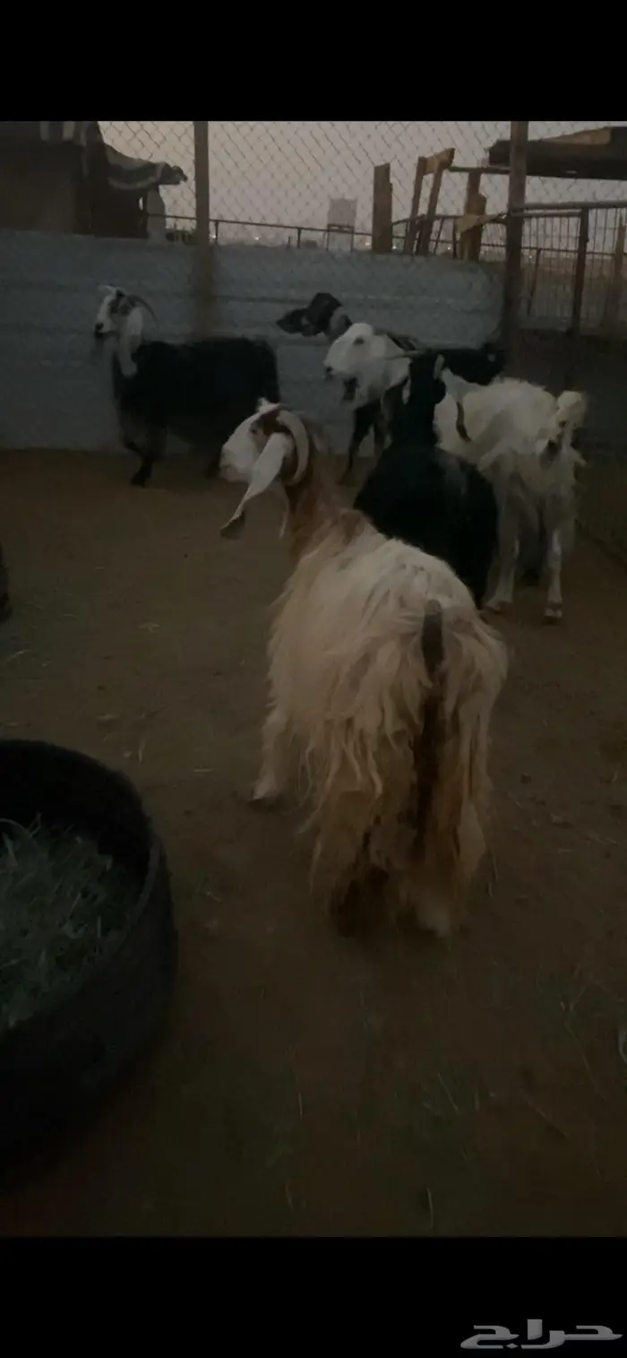 معزا عارضيات حليب 3