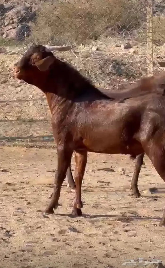 فحل ادهم ادبس رباع 4