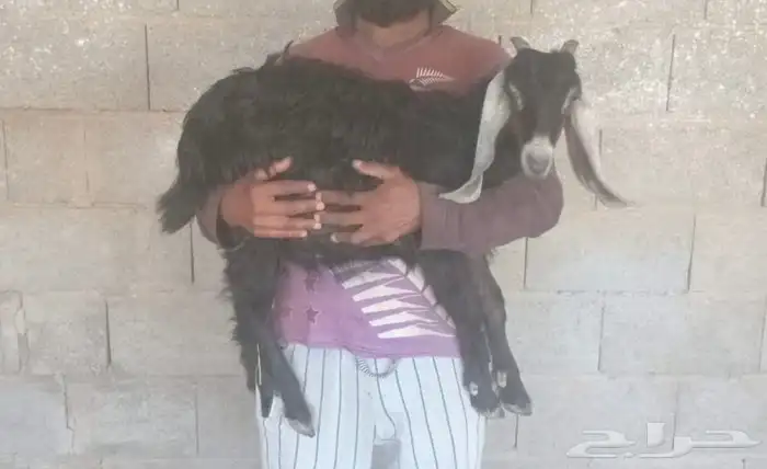 معزا - عناق 0