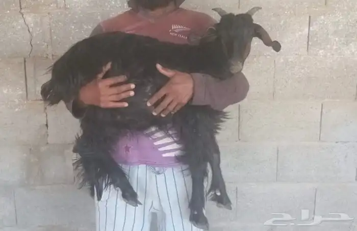 معزا - عناق 1