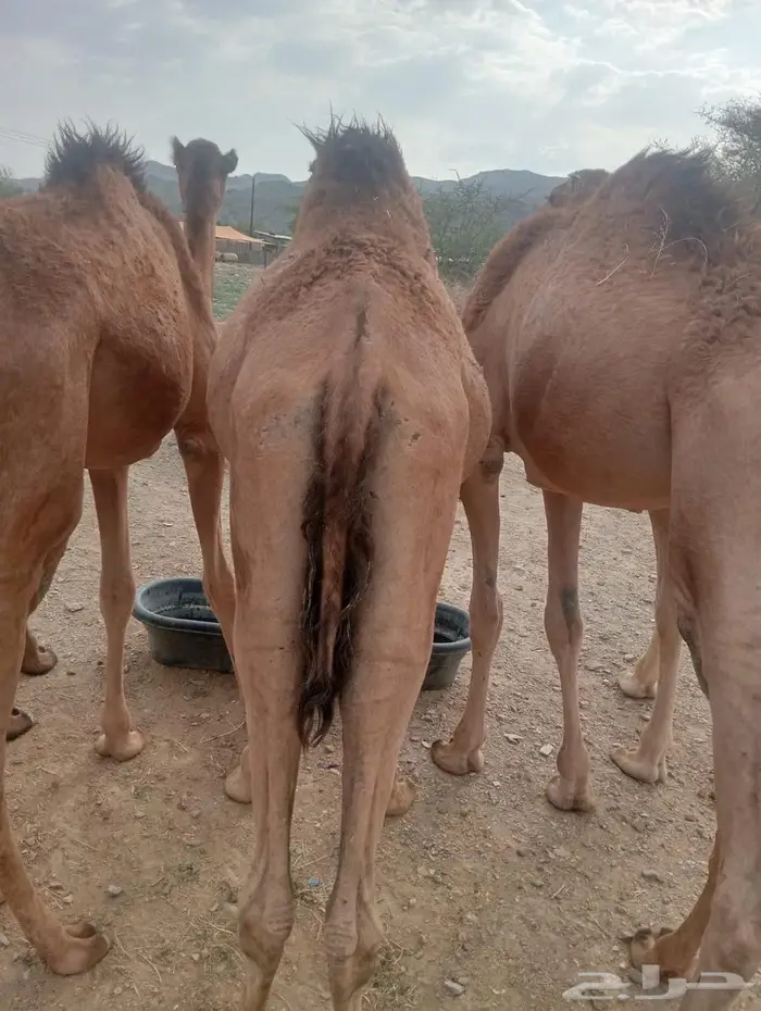 حاشي صومالي للبيع لأصحاب جمله وتفريد 3