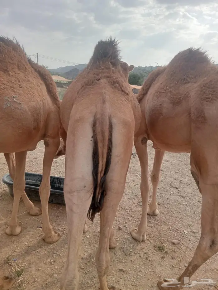 حاشي صومالي للبيع لأصحاب جمله وتفريد 5