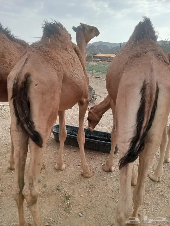 حاشي صومالي للبيع لأصحاب جمله وتفريد 4