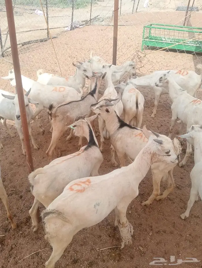 من مزرعتنا لمائدتك..التيوس والقعدان عندك خلال ساعات 0