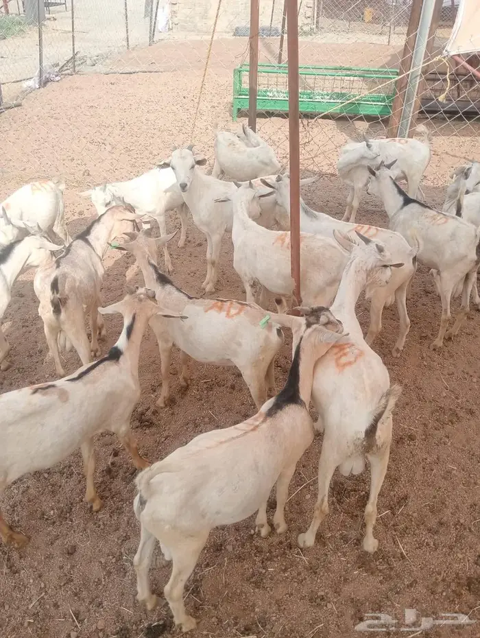 من مزرعتنا لمائدتك..التيوس والقعدان عندك خلال ساعات 1