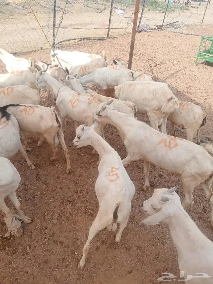 من مزرعتنا لمائدتك..التيوس والقعدان عندك خلال ساعات 2