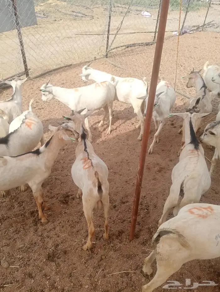 من مزرعتنا لمائدتك..التيوس والقعدان عندك خلال ساعات 3
