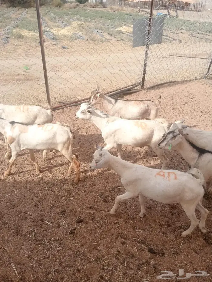 من مزرعتنا لمائدتك..التيوس والقعدان عندك خلال ساعات 4
