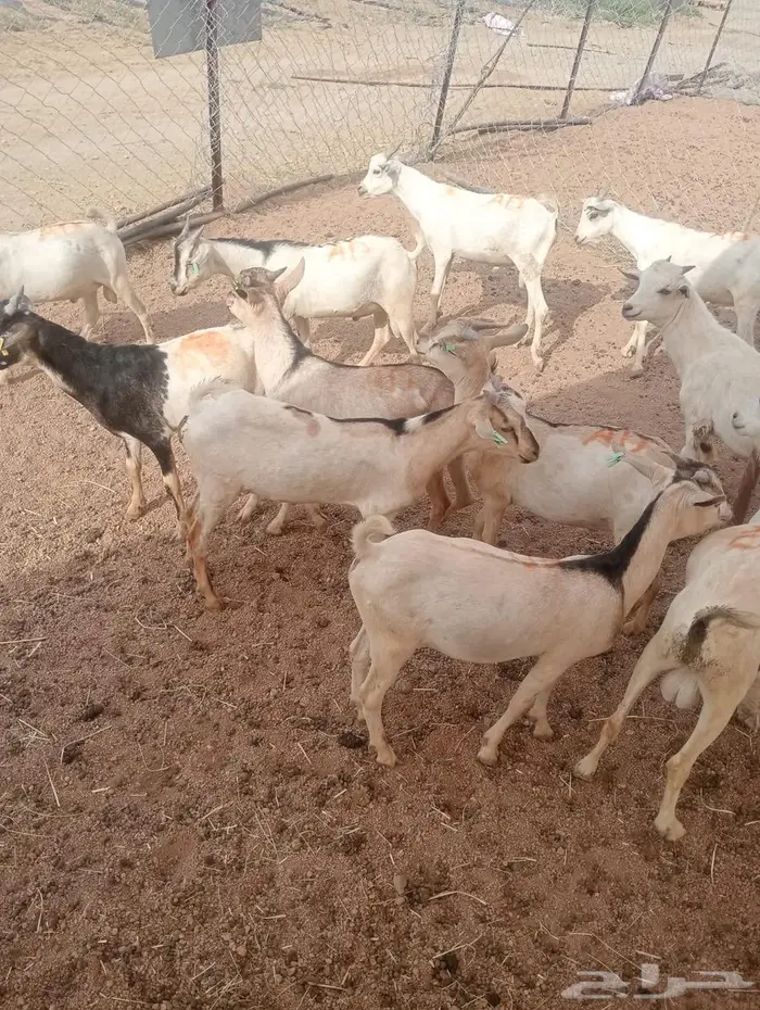 من مزرعتنا لمائدتك..التيوس والقعدان عندك خلال ساعات 10