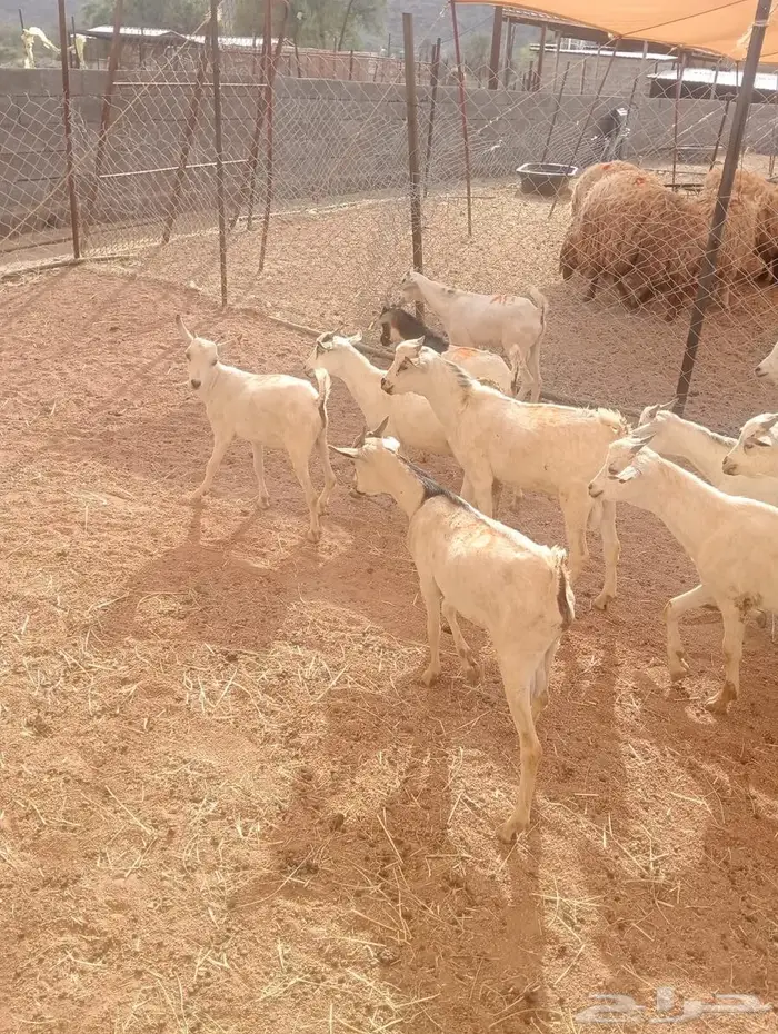 من مزرعتنا لمائدتك..التيوس والقعدان عندك خلال ساعات 9