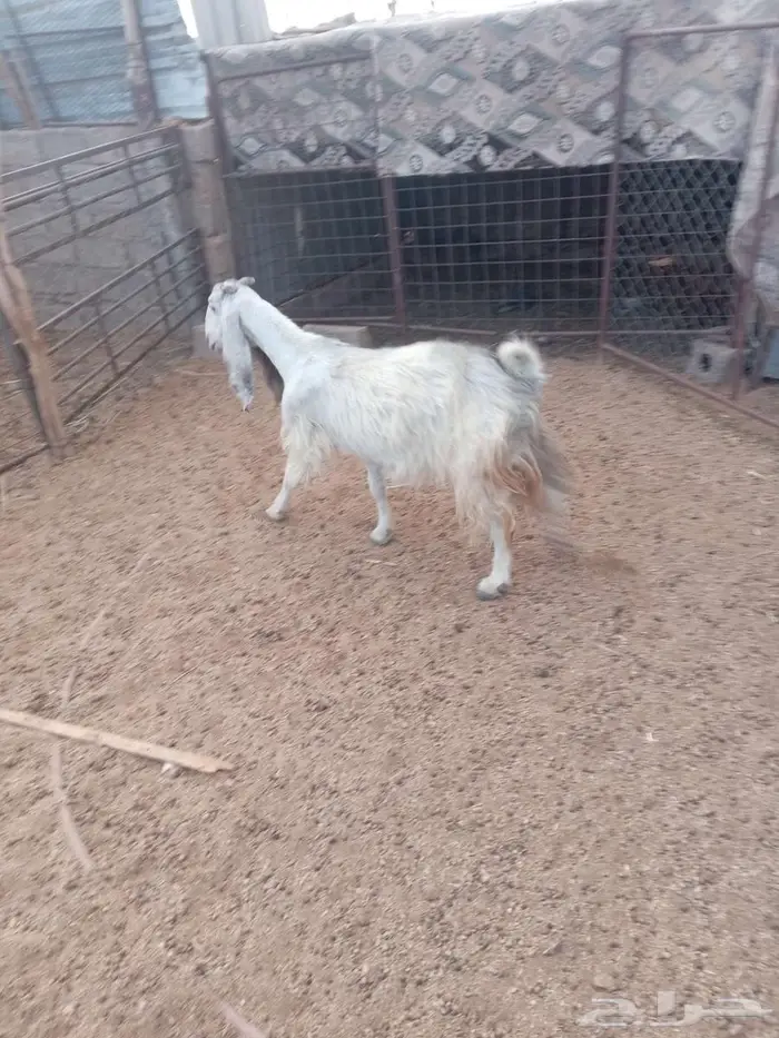 للبيع عنز مضرع 1