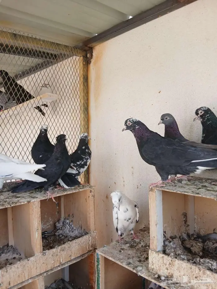 قطايف خرش معاريف ( تم البيع ) 0