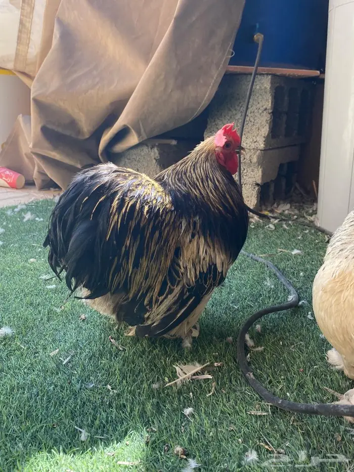 جوز كوشن للبيع 0