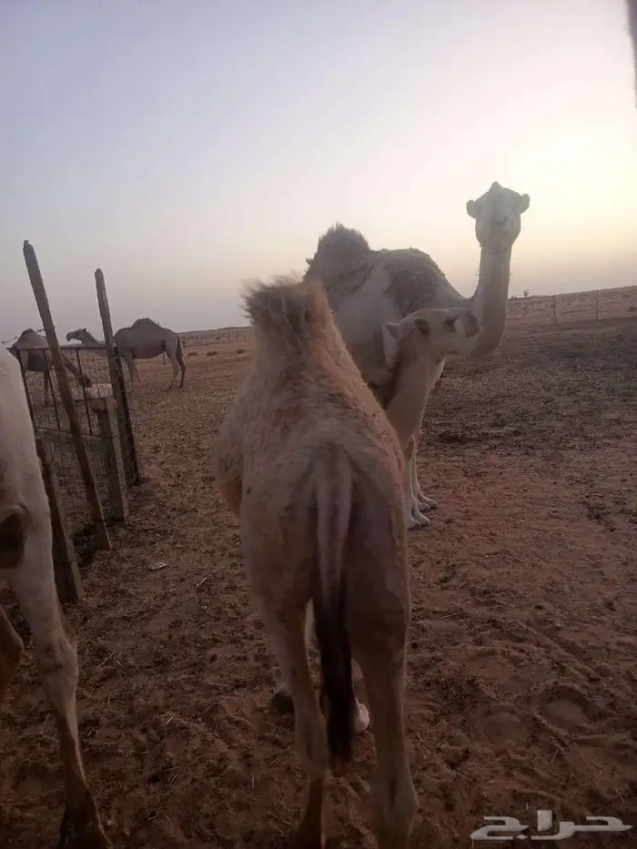 بكره 0