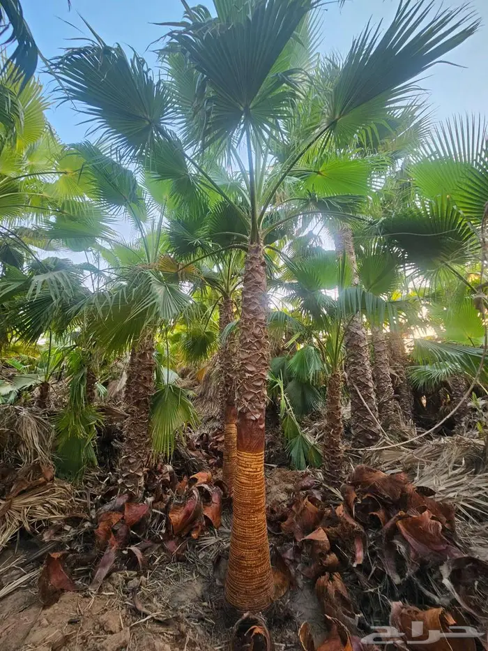 نخل واشنطن زينه واشنطونيا 2