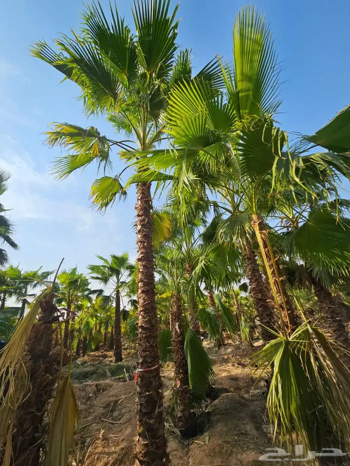 نخل واشنطن زينه واشنطونيا 5