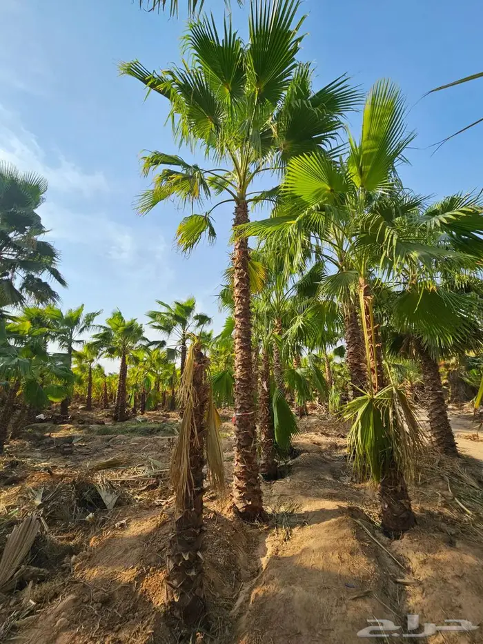 نخل واشنطن زينه واشنطونيا 6