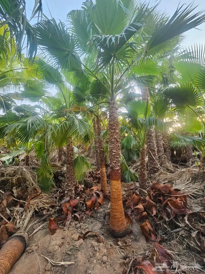 نخل واشنطن زينه واشنطونيا 3