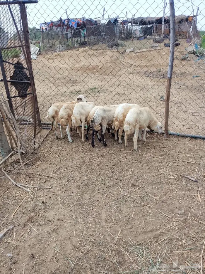 فران وتيس بلدي 1