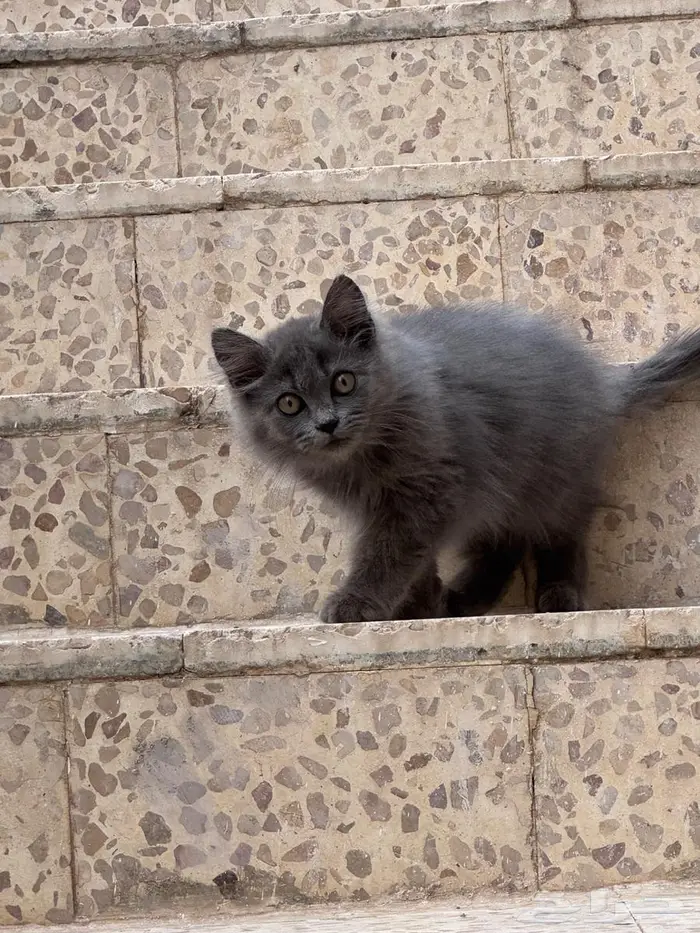 قطوه صغيره لتبني 0