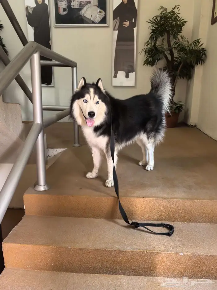 2nd Industrial City 2  Dhahran 0