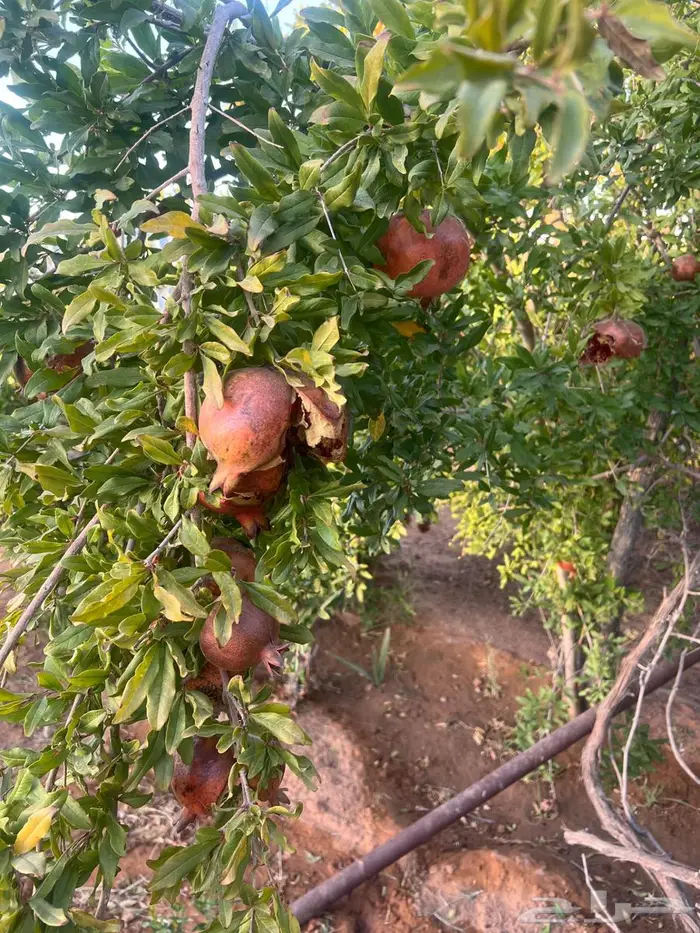 رمان علف 1