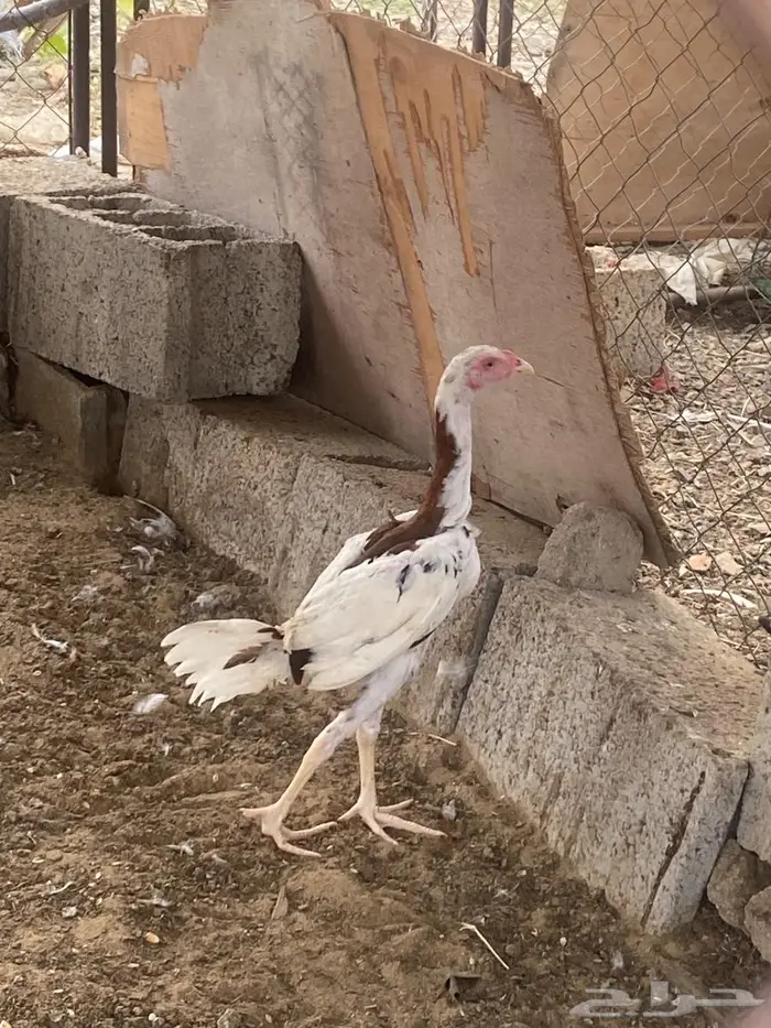 تم البيع 1