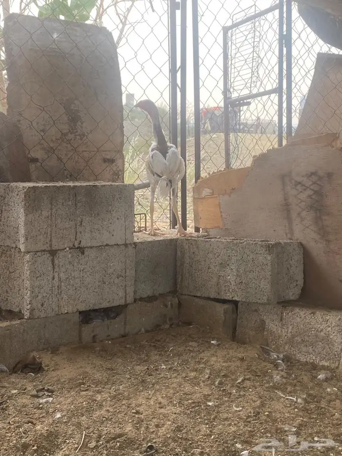 تم البيع 0