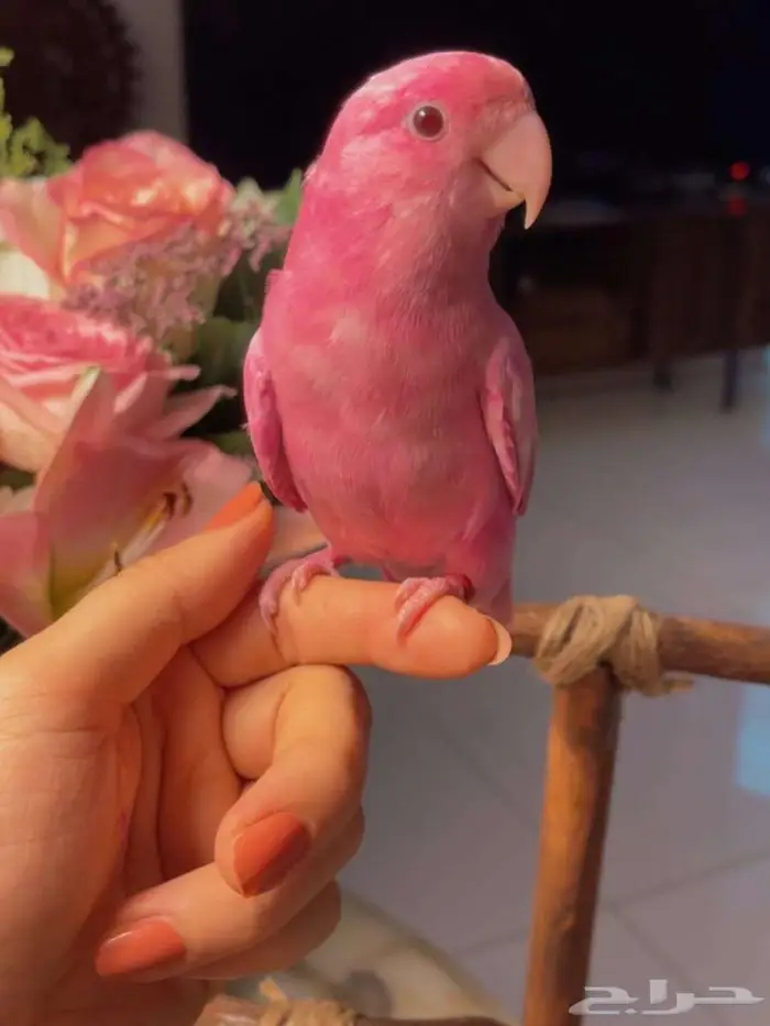 زوج ببغاء الروز اليف جدأ لعوب مغررد يجنان 0