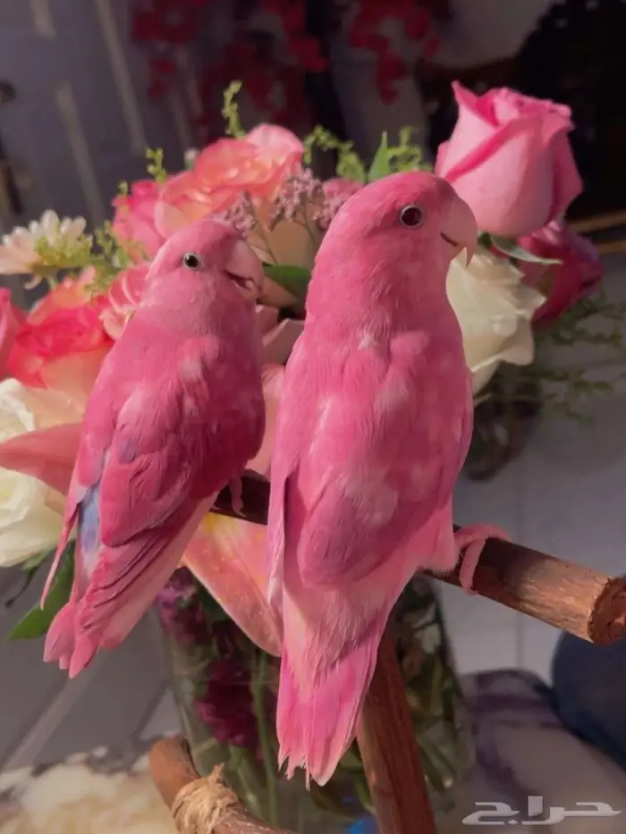 زوج ببغاء الروز اليف جدأ لعوب مغررد يجنان 5