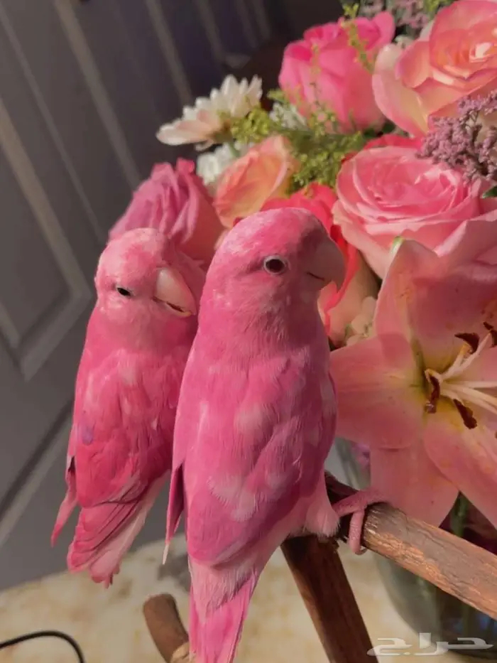 زوج ببغاء الروز اليف جدأ لعوب مغررد يجنان 4