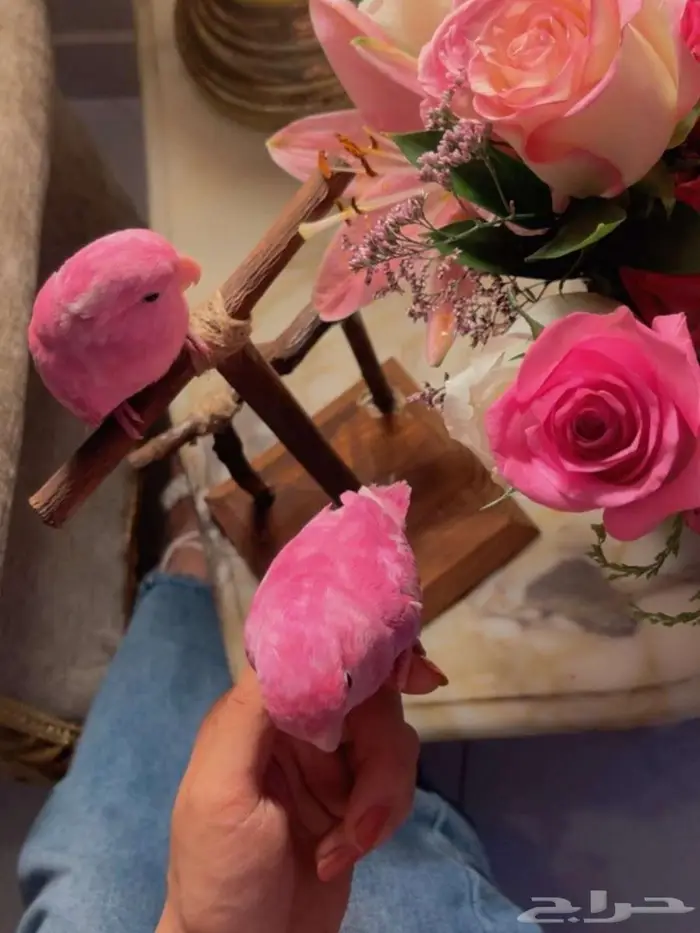 زوج ببغاء الروز اليف جدأ لعوب مغررد يجنان 6