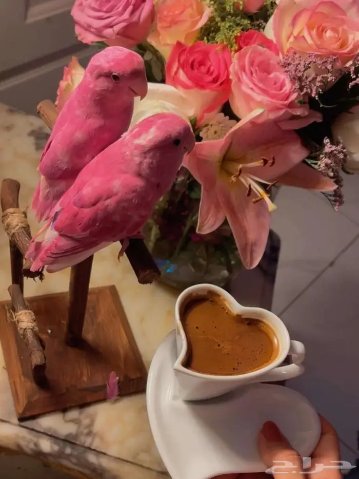زوج ببغاء الروز اليف جدأ لعوب مغررد يجنان 2